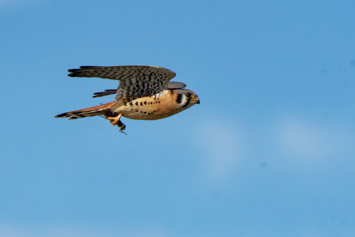 American Kestrel - ML645981143