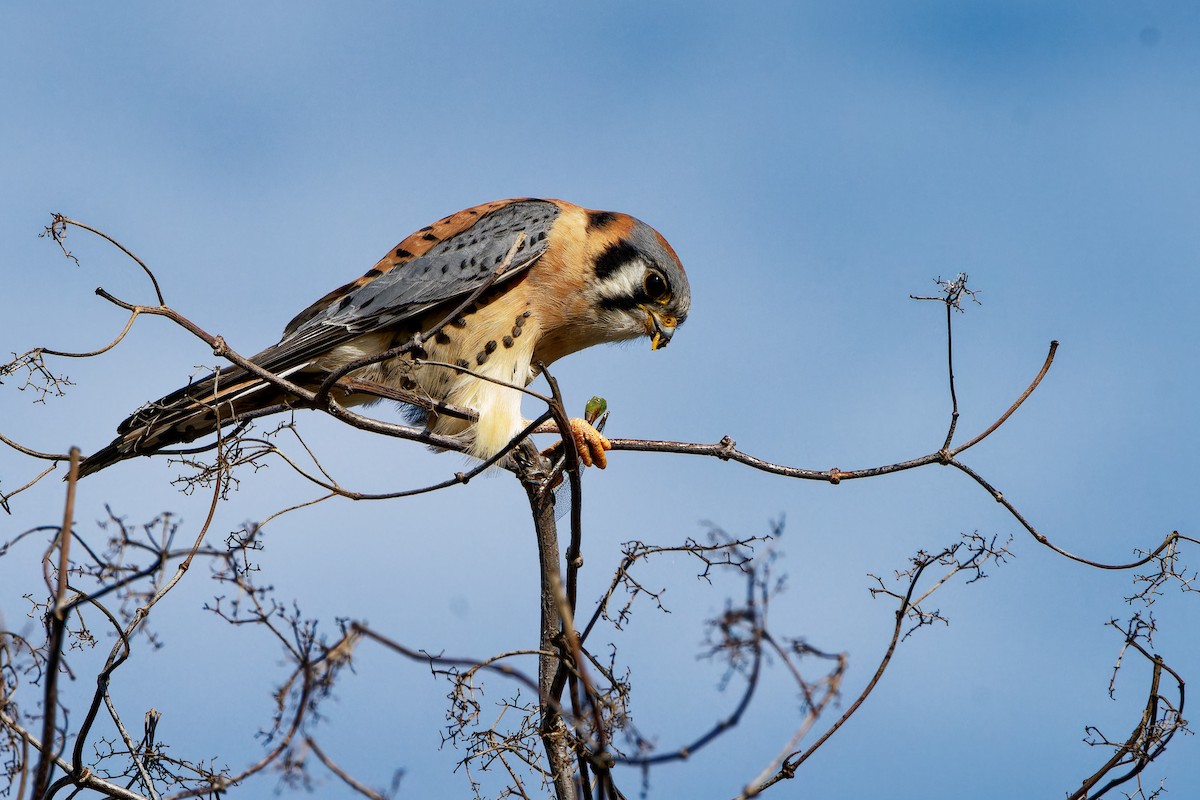 American Kestrel - ML645981144