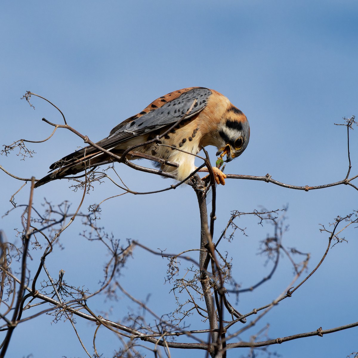 American Kestrel - ML645981145