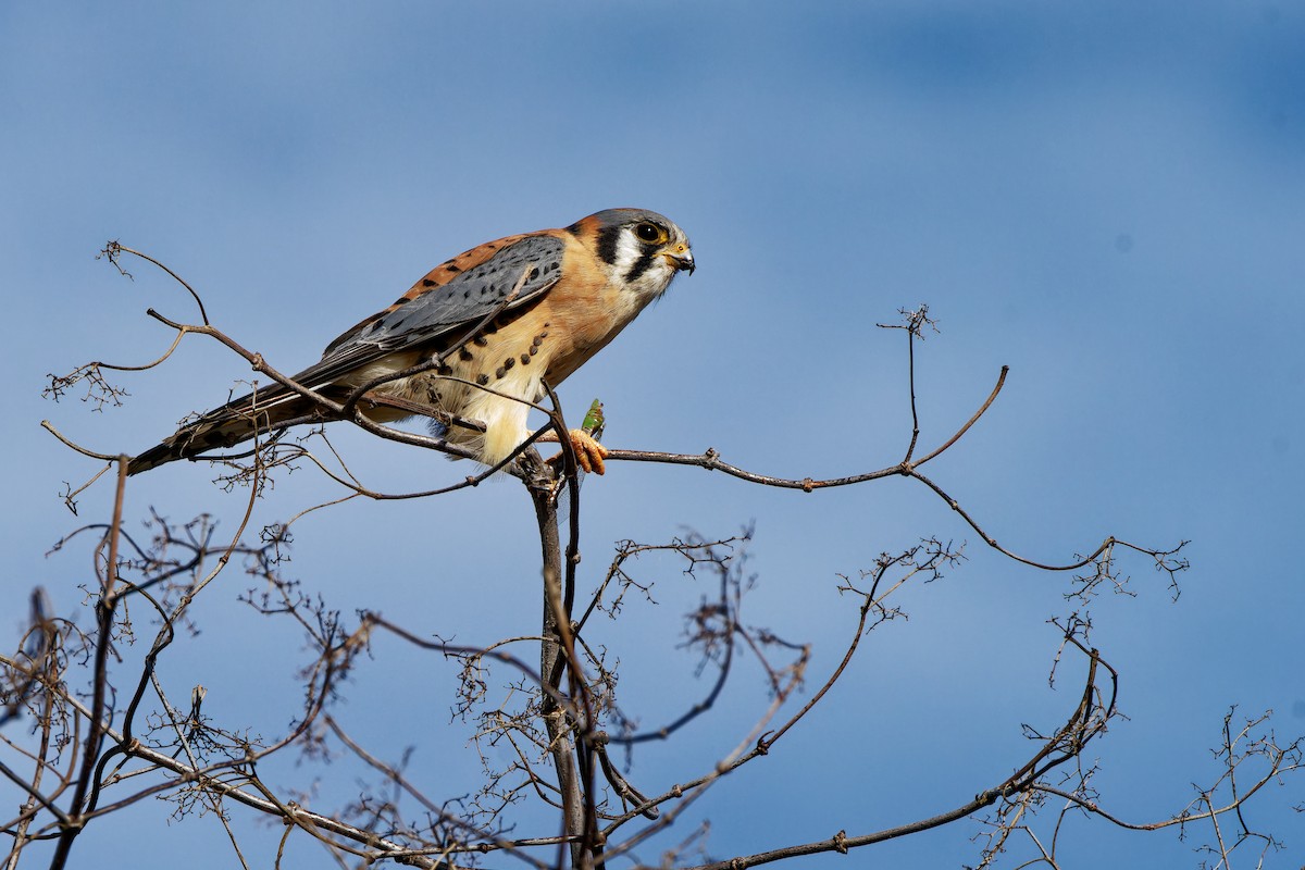 American Kestrel - ML645981146