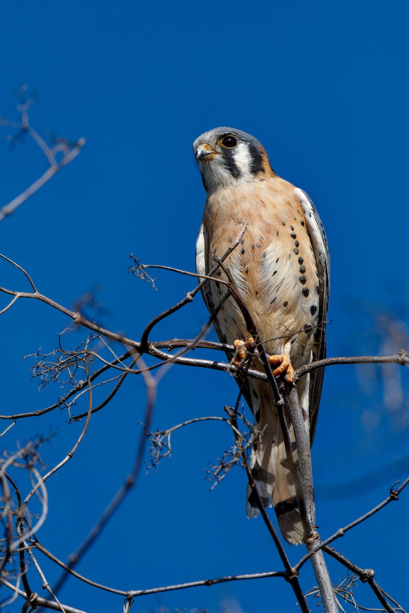 American Kestrel - ML645981147