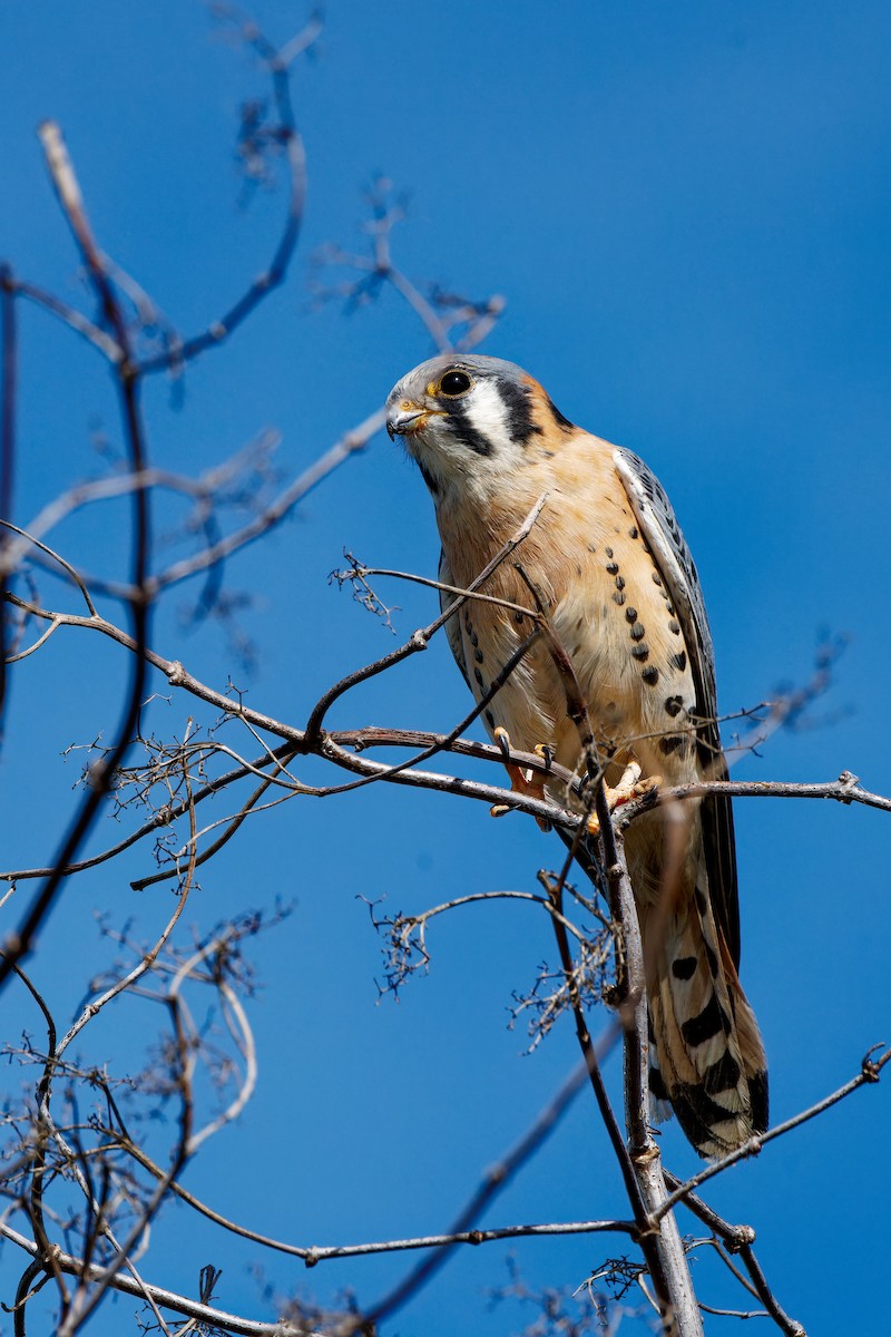 American Kestrel - ML645981148