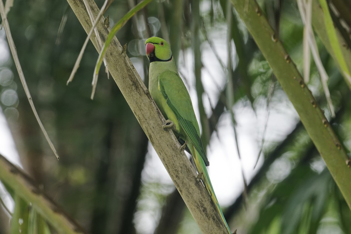 Rose-ringed Parakeet - ML645981149