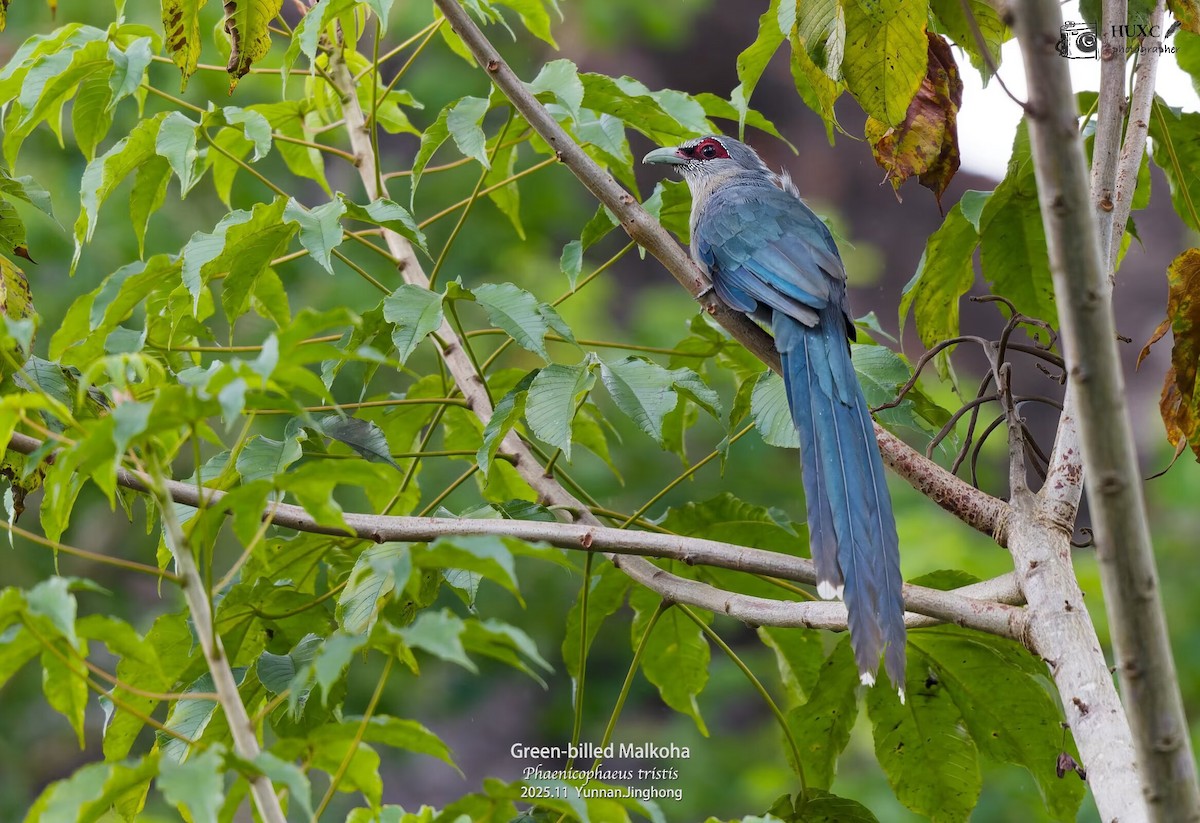 Green-billed Malkoha - ML645981150