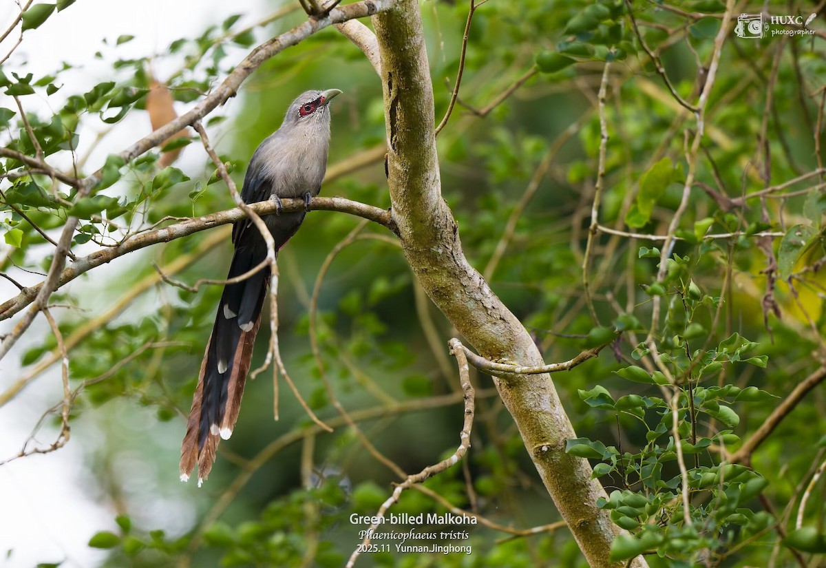 Green-billed Malkoha - ML645981151