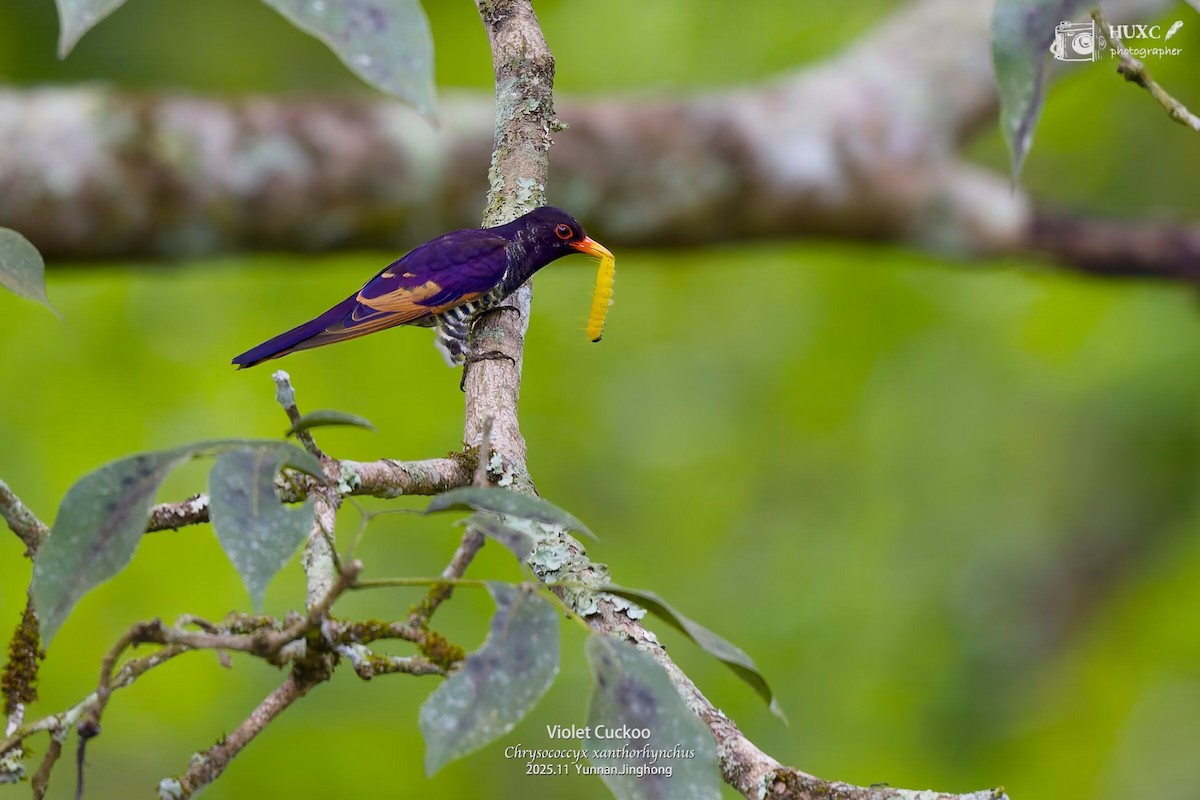 Violet Cuckoo - ML645981153