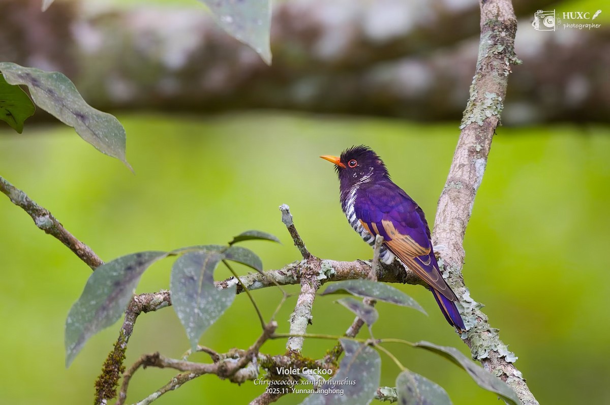 Violet Cuckoo - ML645981154