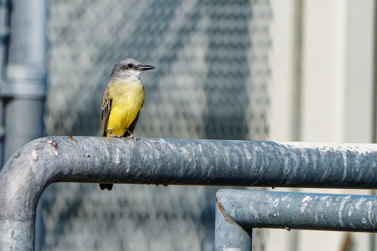Tropical Kingbird - ML645981157