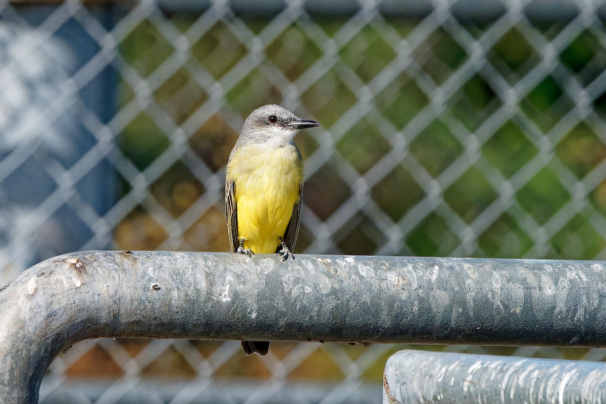 Tropical Kingbird - ML645981158