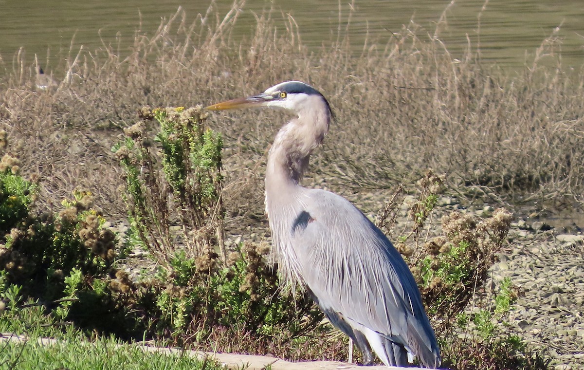 Great Blue Heron - ML645981163