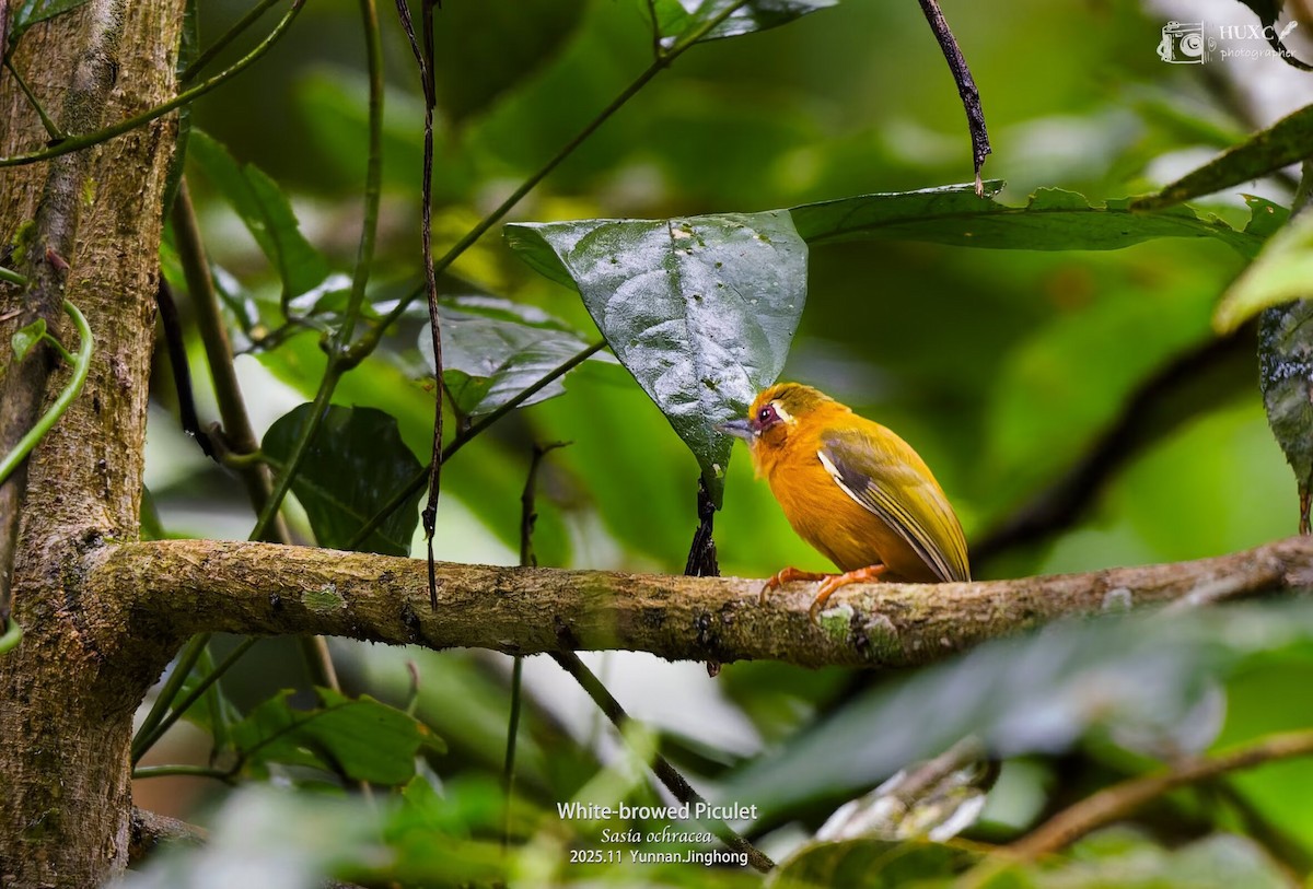 White-browed Piculet - ML645981164