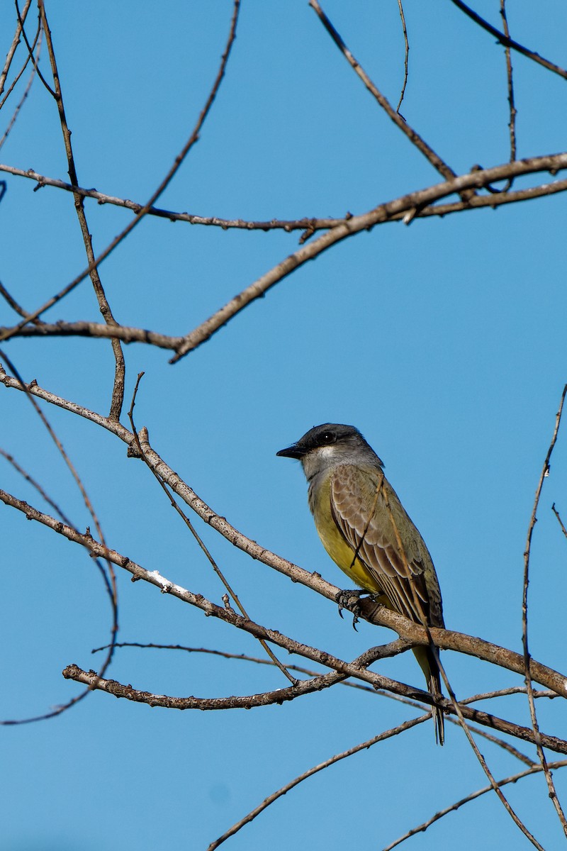 Cassin's Kingbird - ML645981165