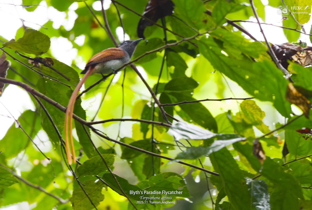 Blyth's Paradise-Flycatcher - ML645981166