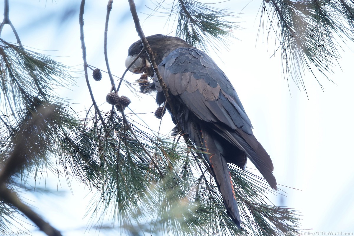 Glossy Black-Cockatoo - ML645981167