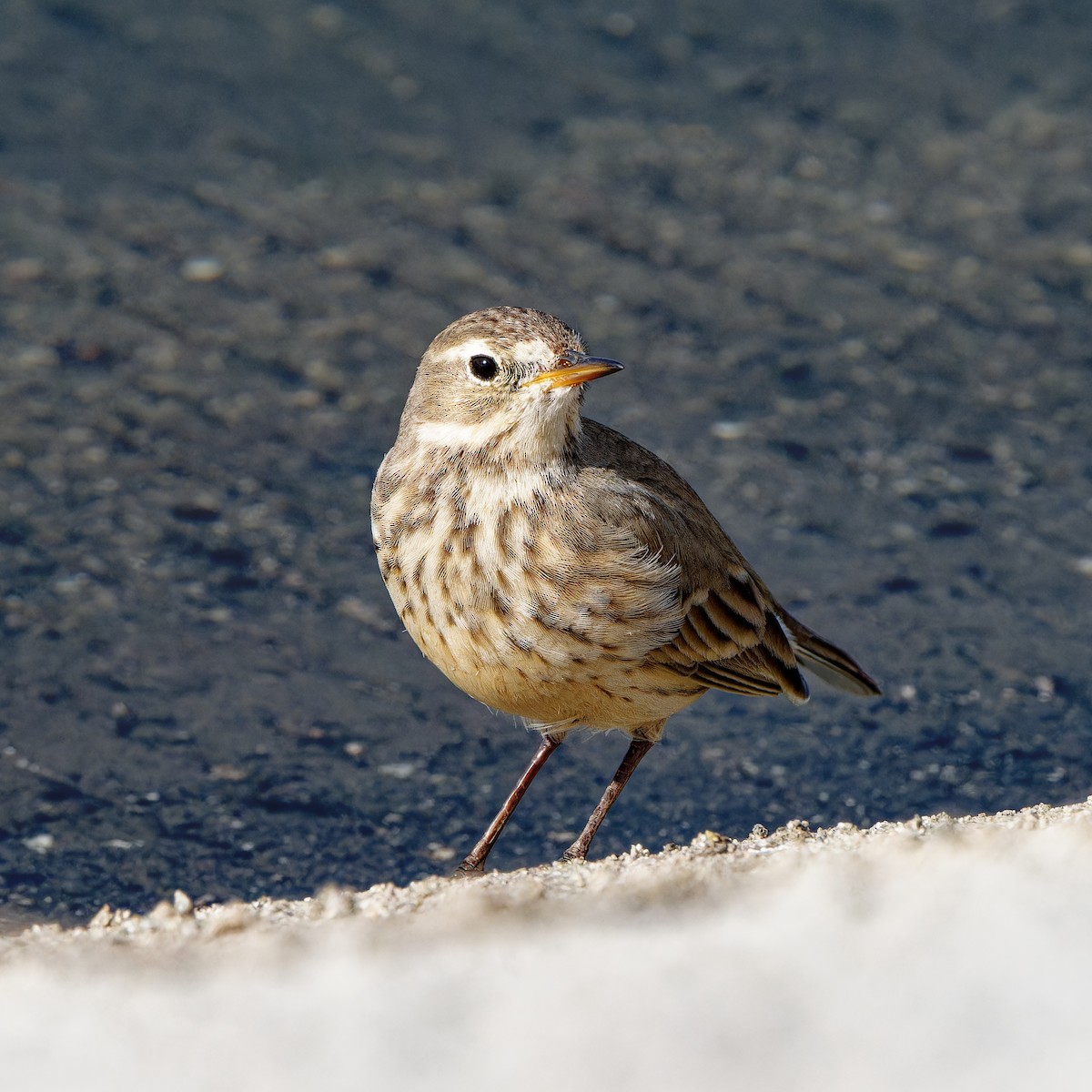 American Pipit - ML645981168