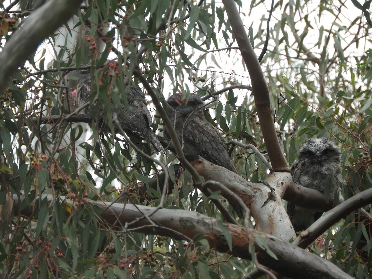Tawny Frogmouth - ML645981169