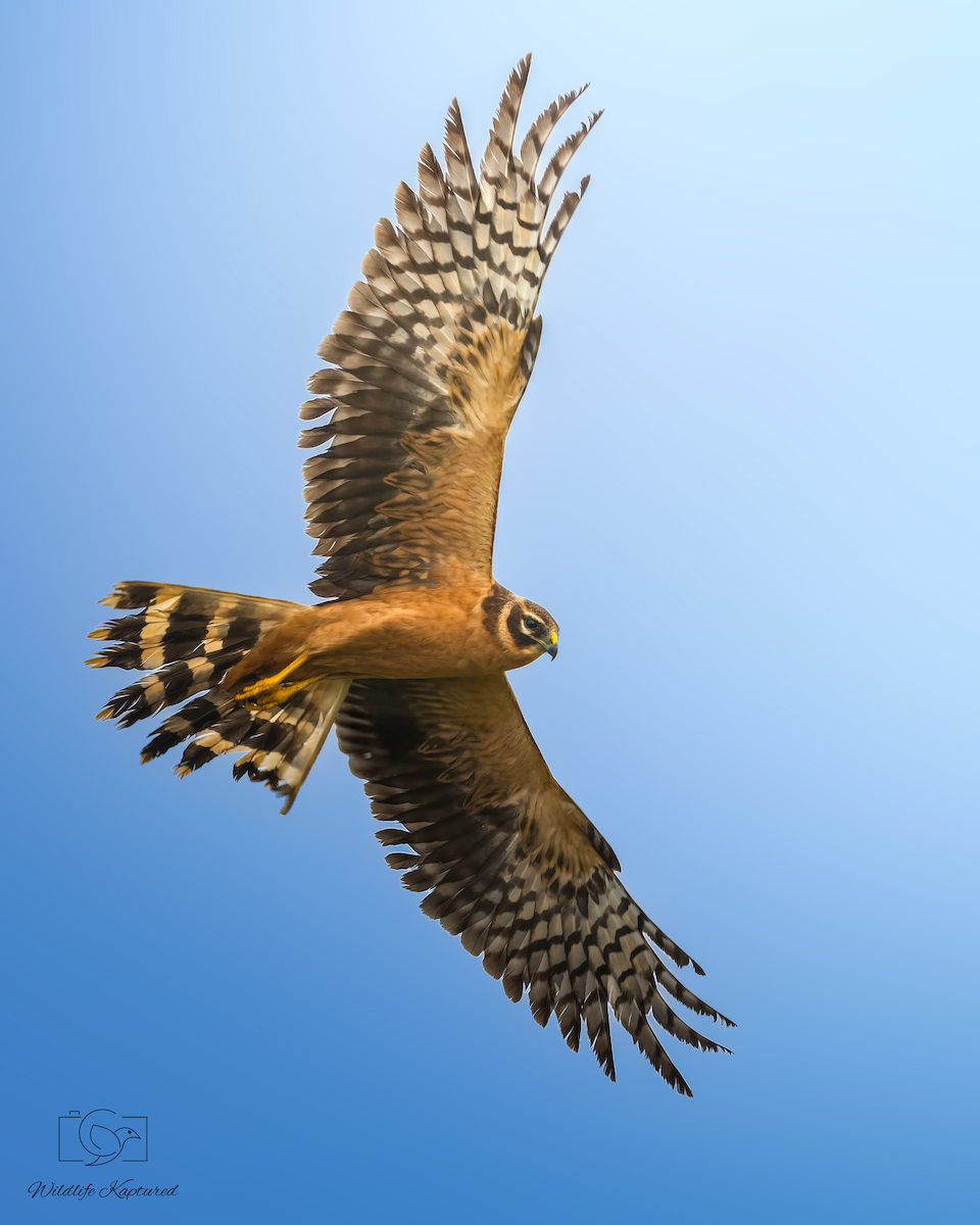 Pallid Harrier - ML645981170