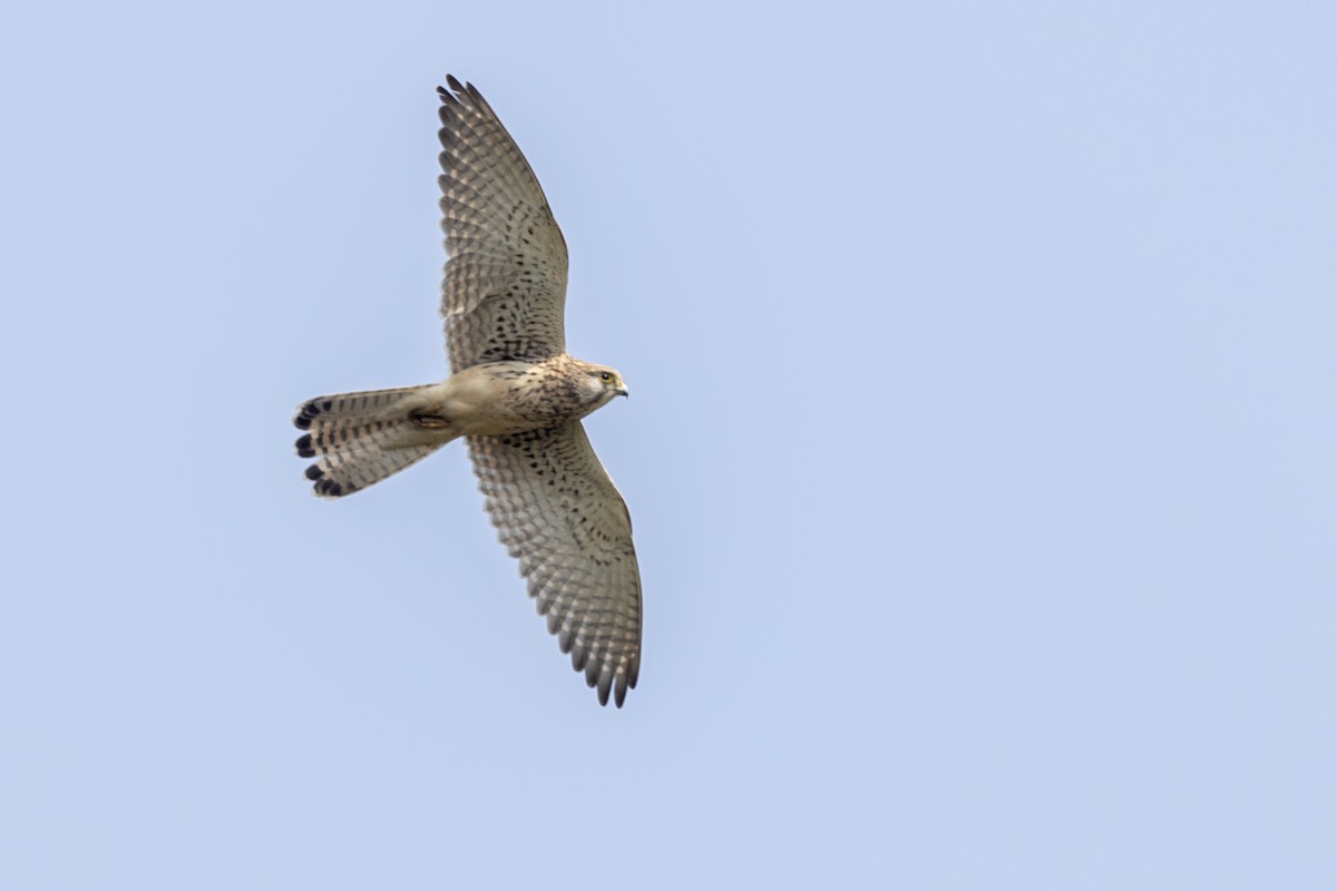 Eurasian Kestrel - ML645981171