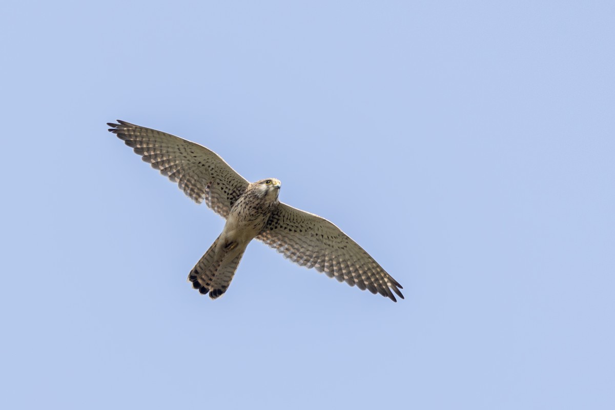 Eurasian Kestrel - ML645981172