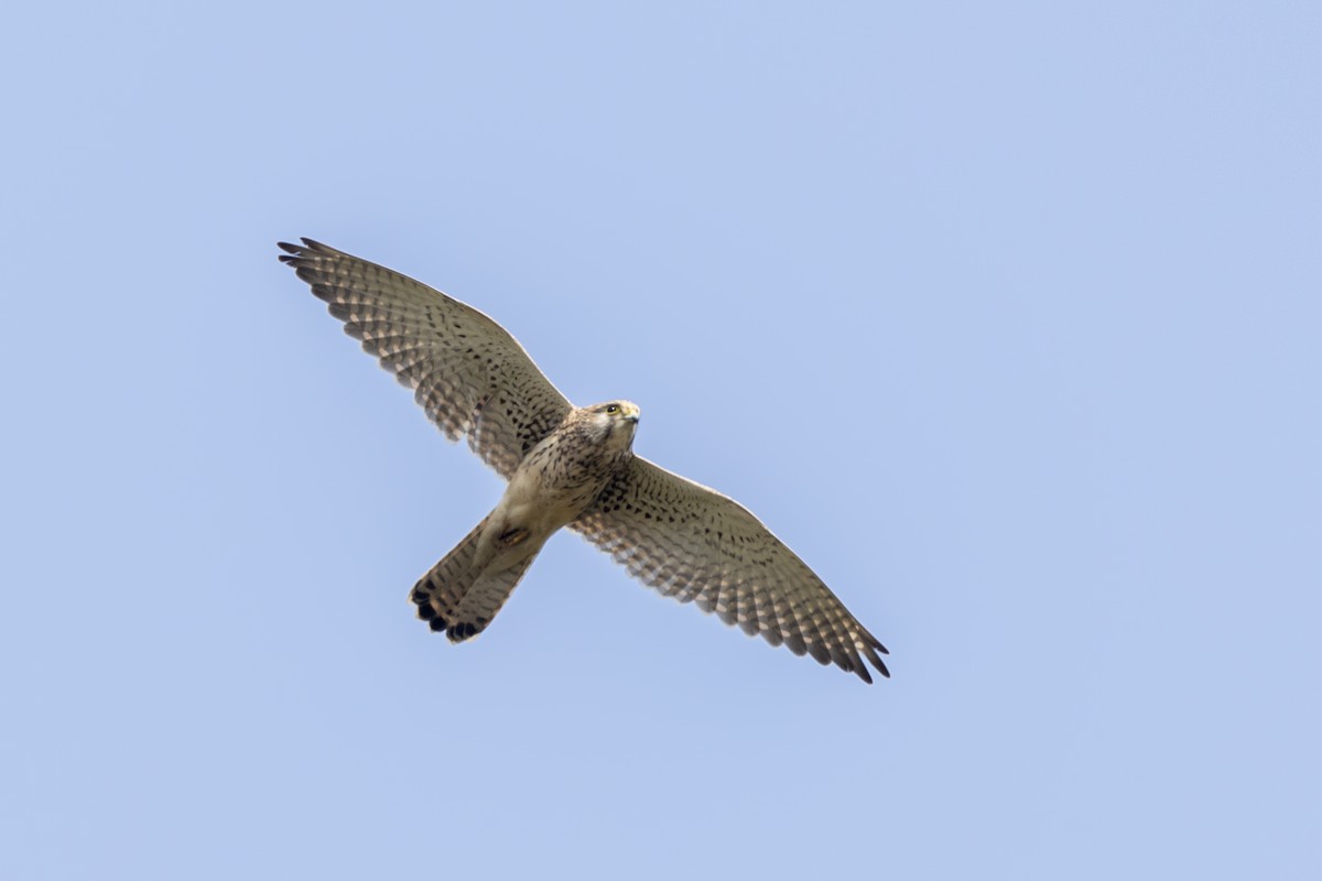Eurasian Kestrel - ML645981173
