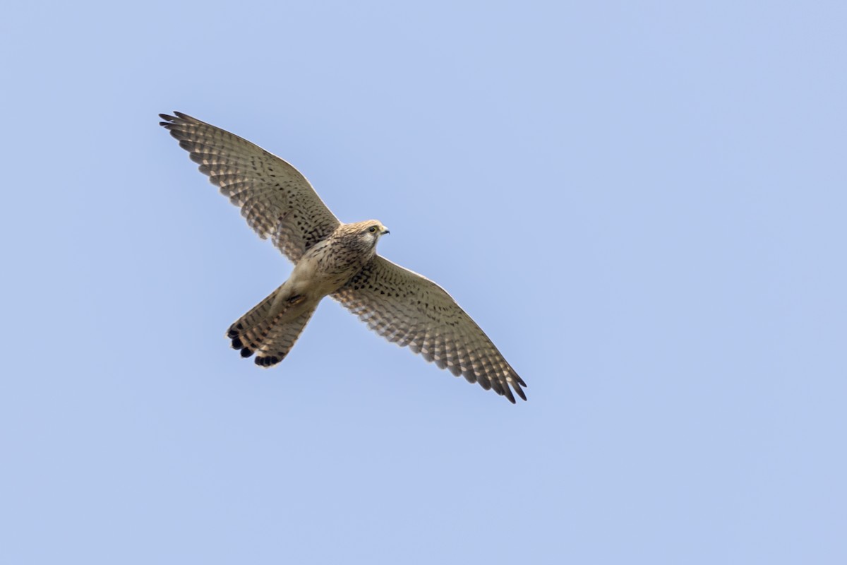 Eurasian Kestrel - ML645981174