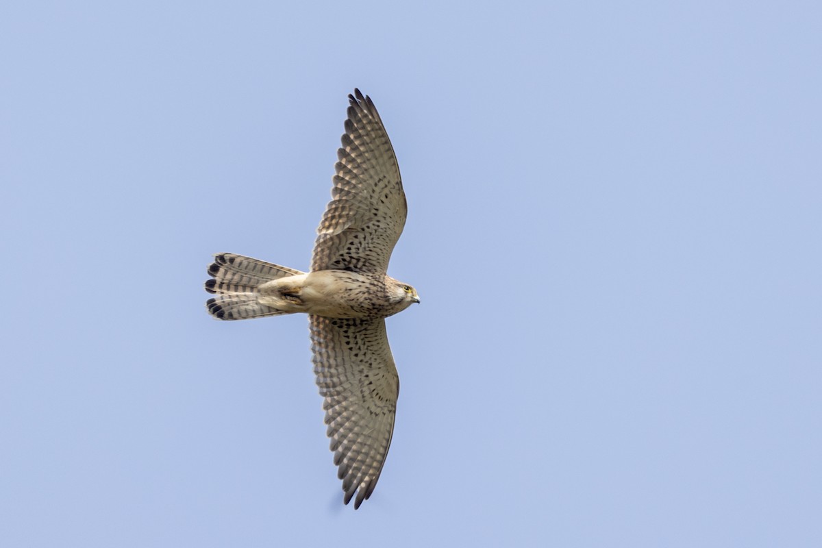 Eurasian Kestrel - ML645981175