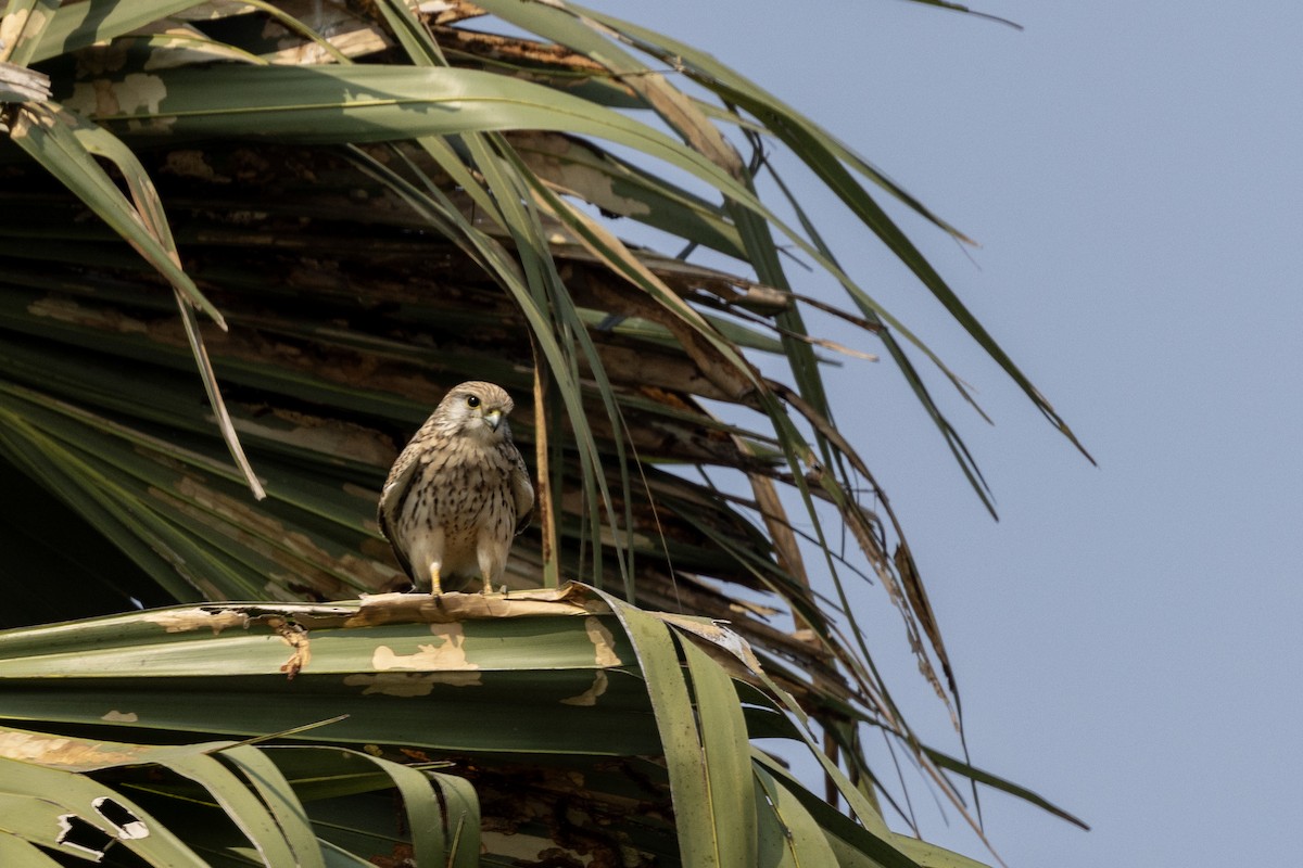 Eurasian Kestrel - ML645981178