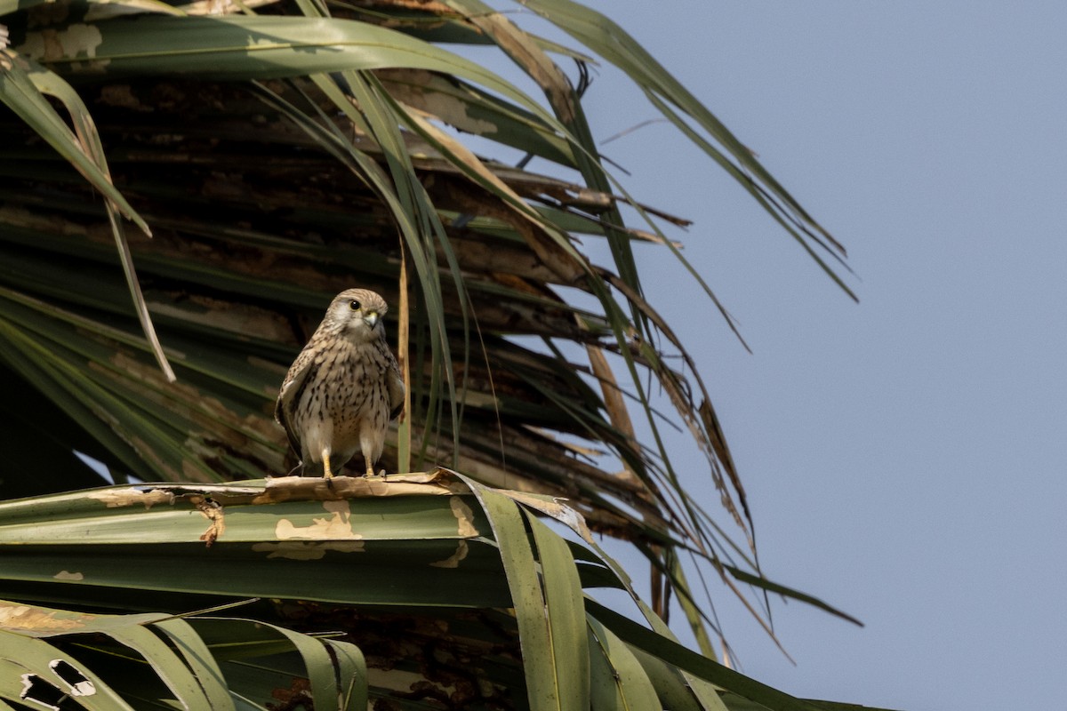 Eurasian Kestrel - ML645981179