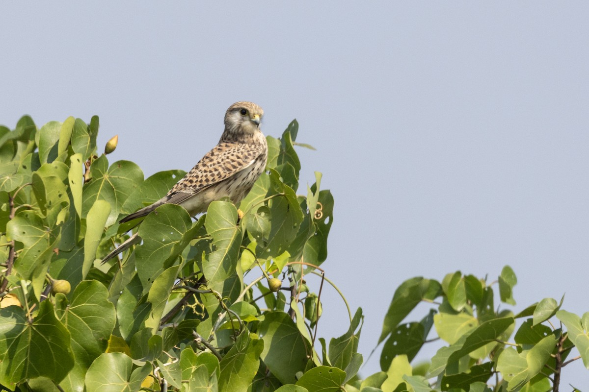 Eurasian Kestrel - ML645981180