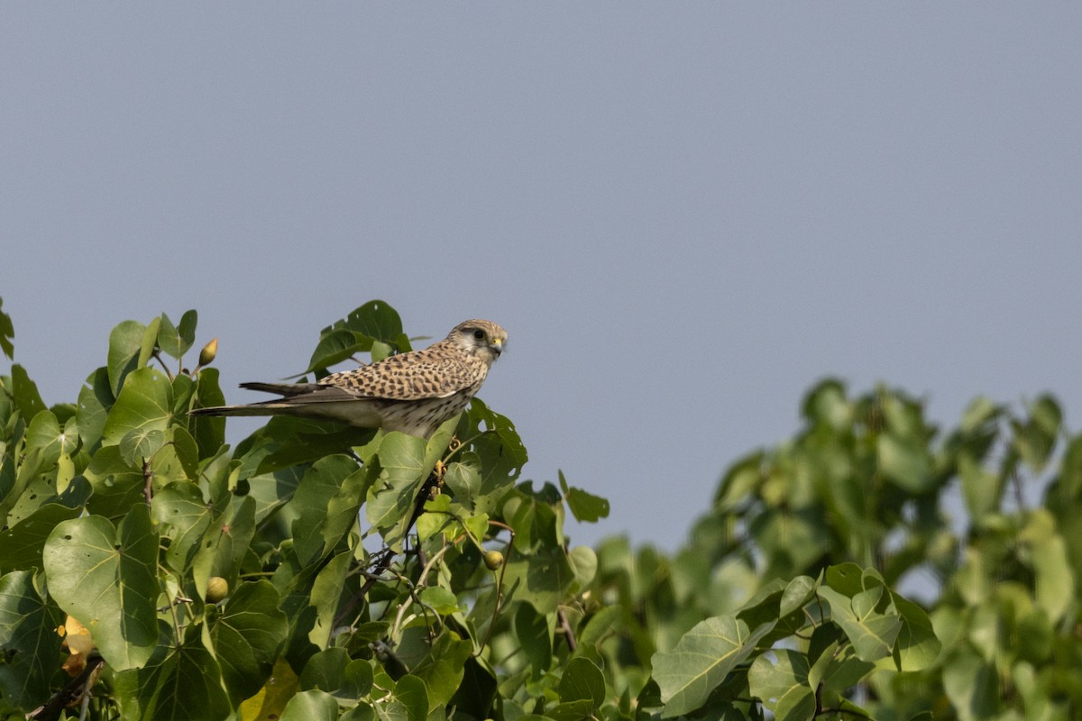 Eurasian Kestrel - ML645981183