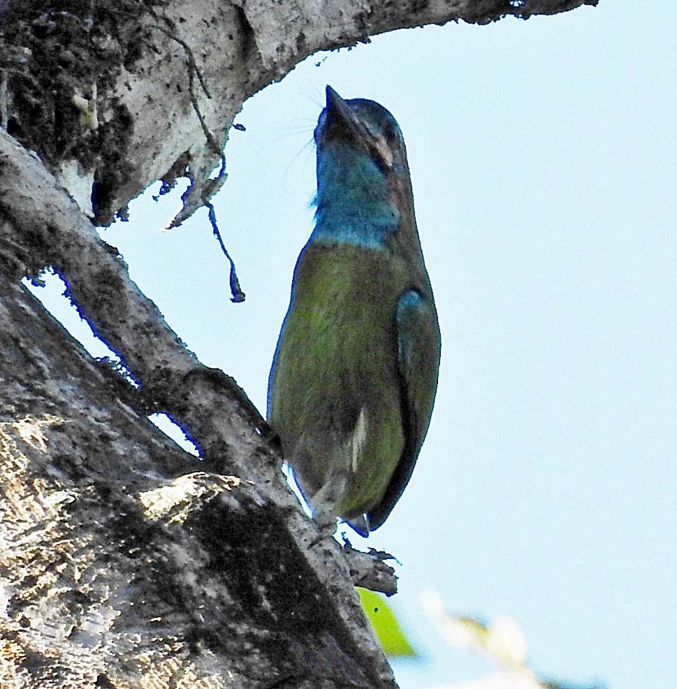 Blue-eared Barbet - ML645981189
