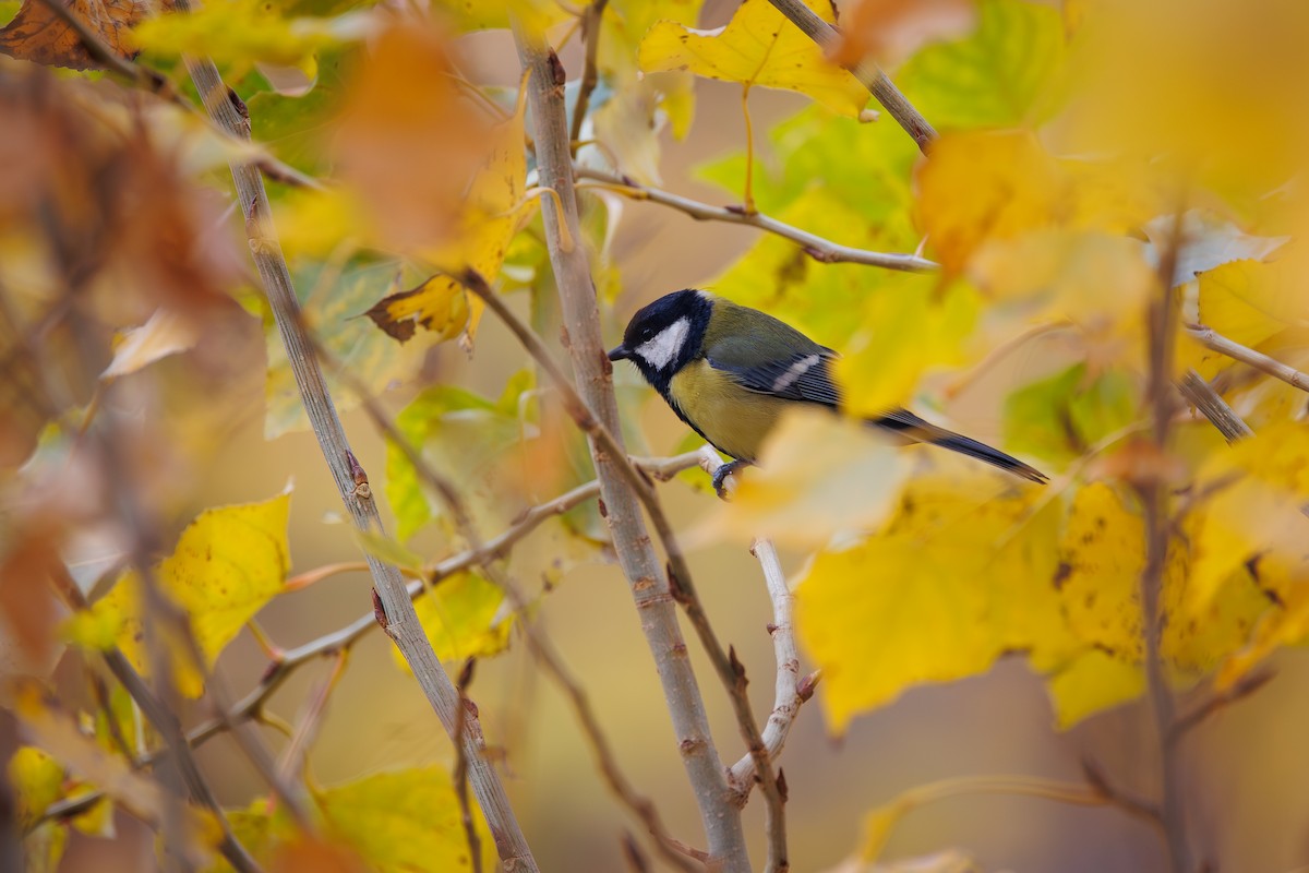 Great Tit - ML645981190