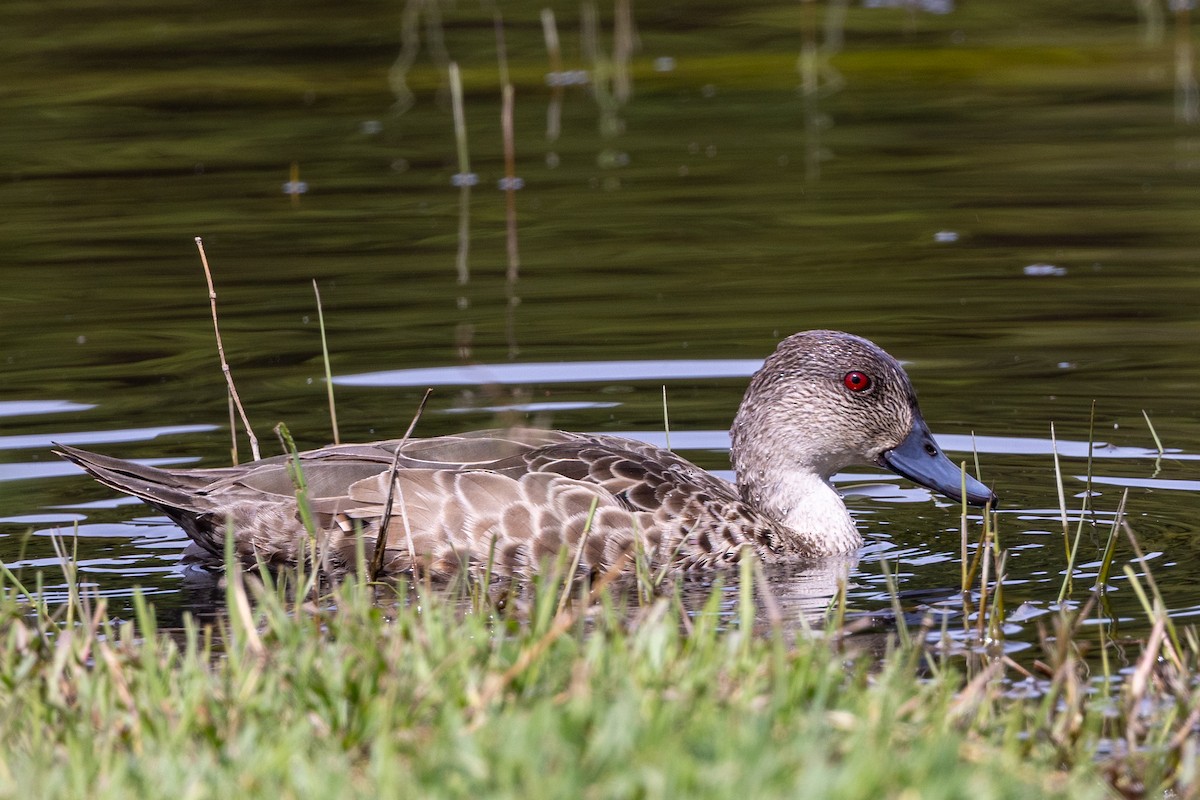 Gray Teal - ML645981191