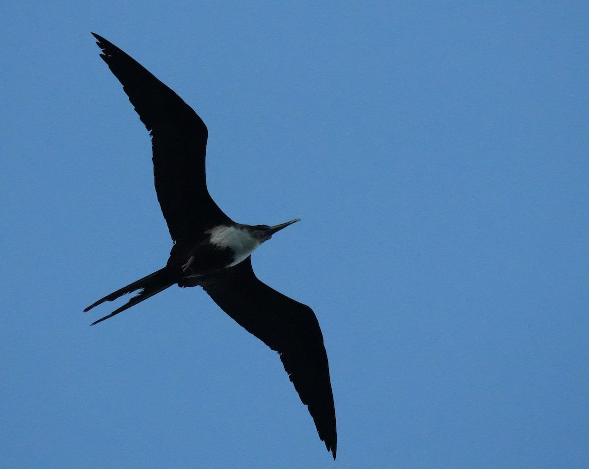 Great Frigatebird - ML645981192