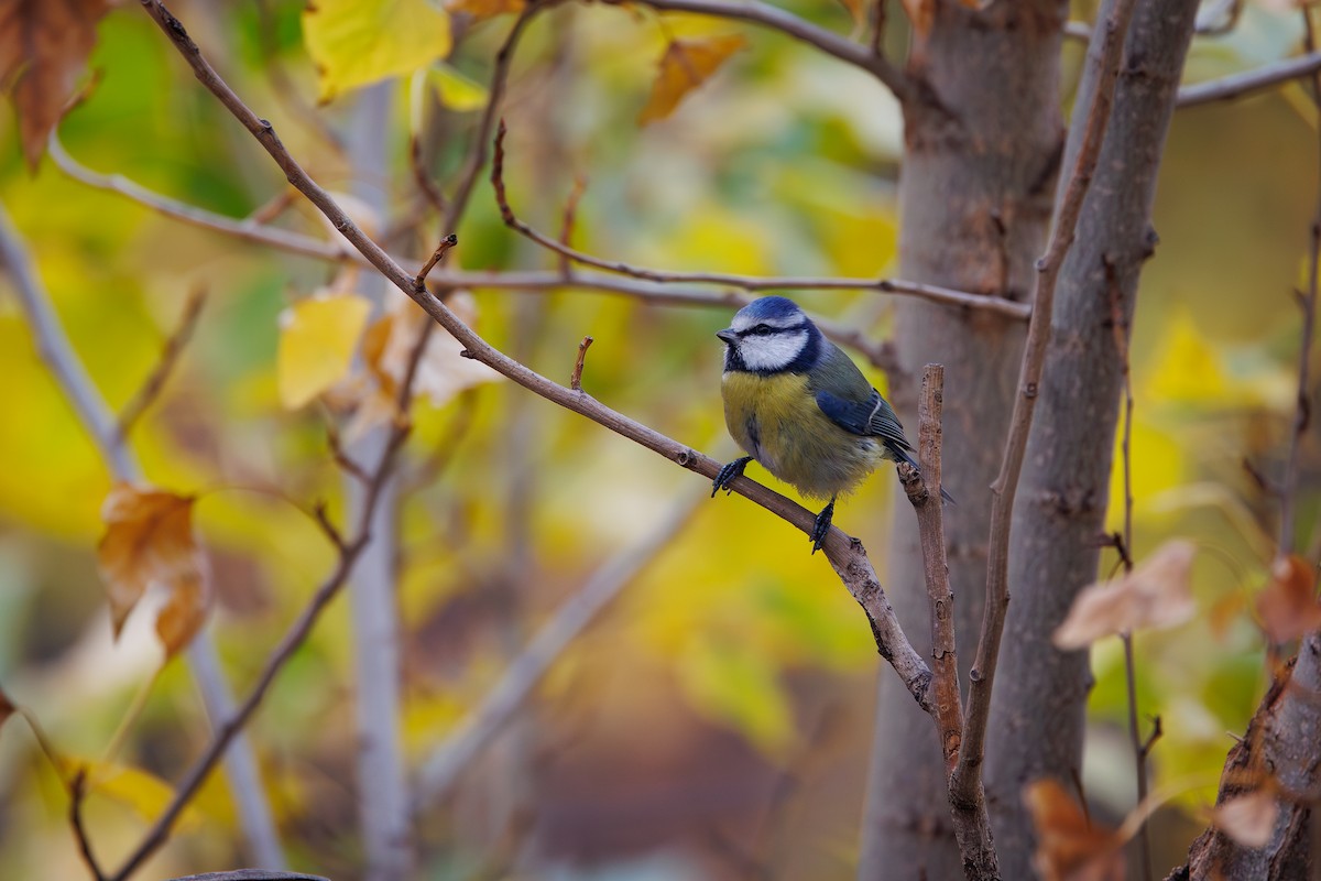 Eurasian Blue Tit - ML645981193