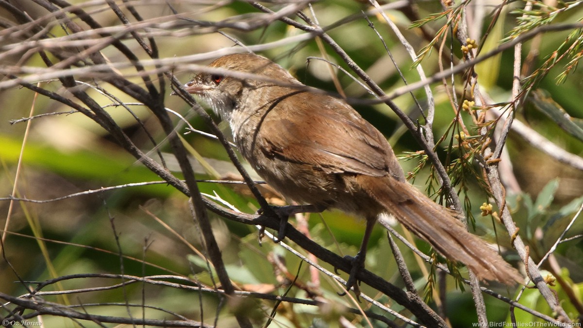 Eastern Bristlebird - ML645981199