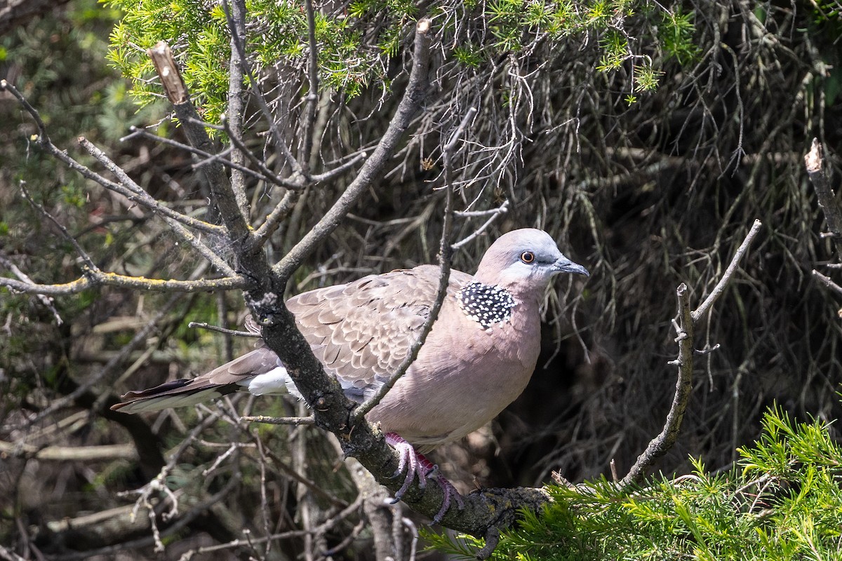 Spotted Dove - ML645981200