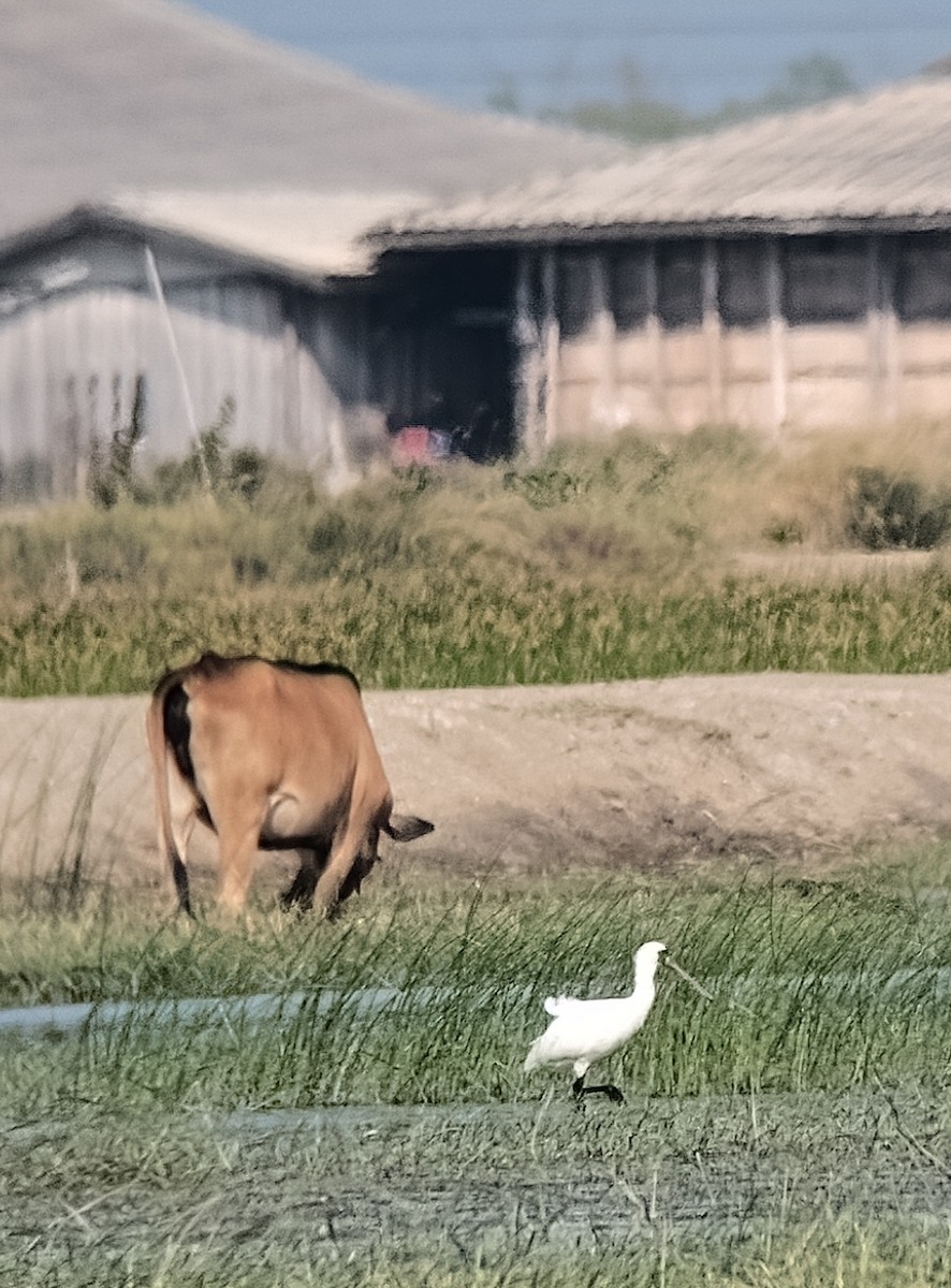 Black-faced Spoonbill - ML645981201