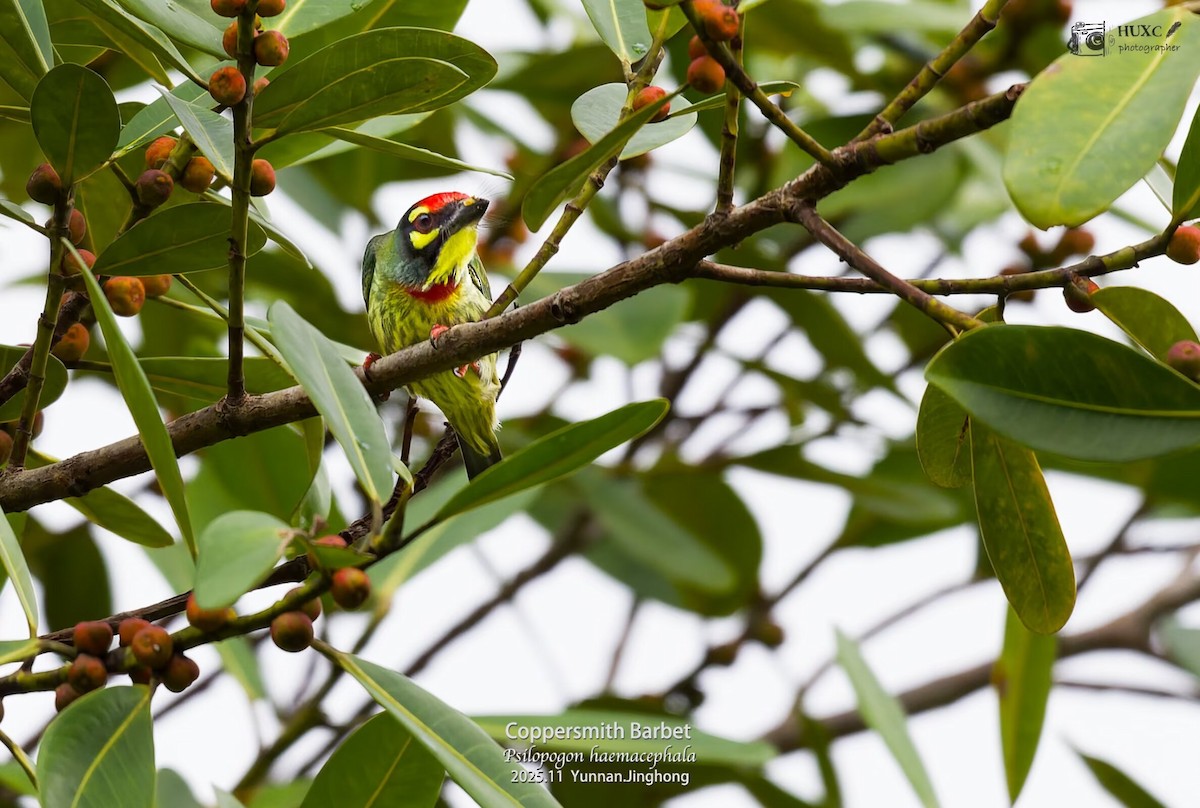 Coppersmith Barbet - ML645981202