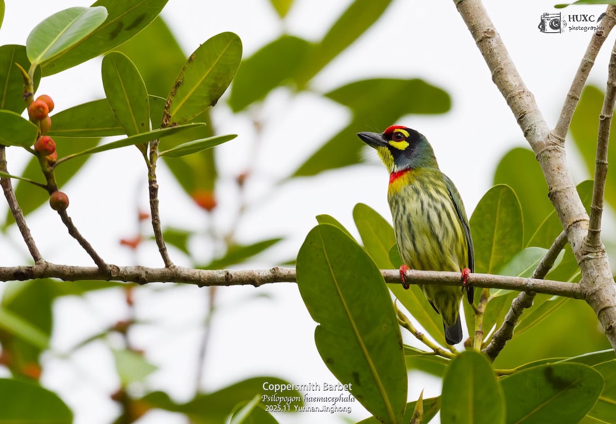 Coppersmith Barbet - ML645981203