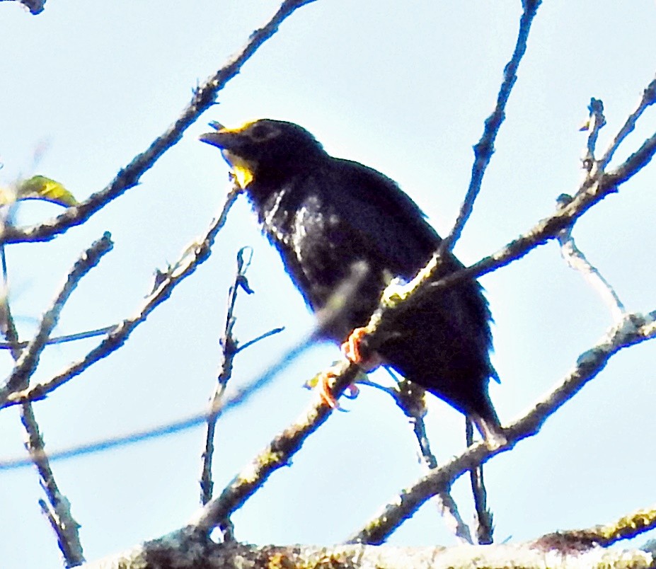 Golden-crested Myna - ML645981208