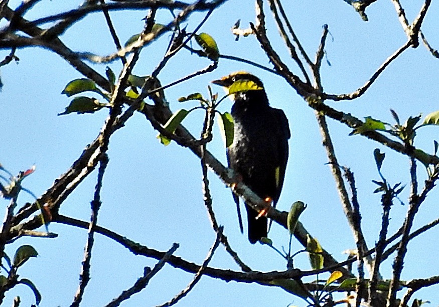 Golden-crested Myna - ML645981209