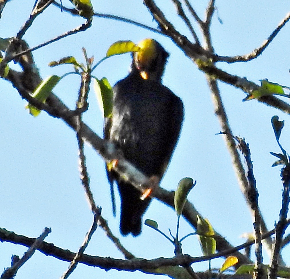 Golden-crested Myna - ML645981210