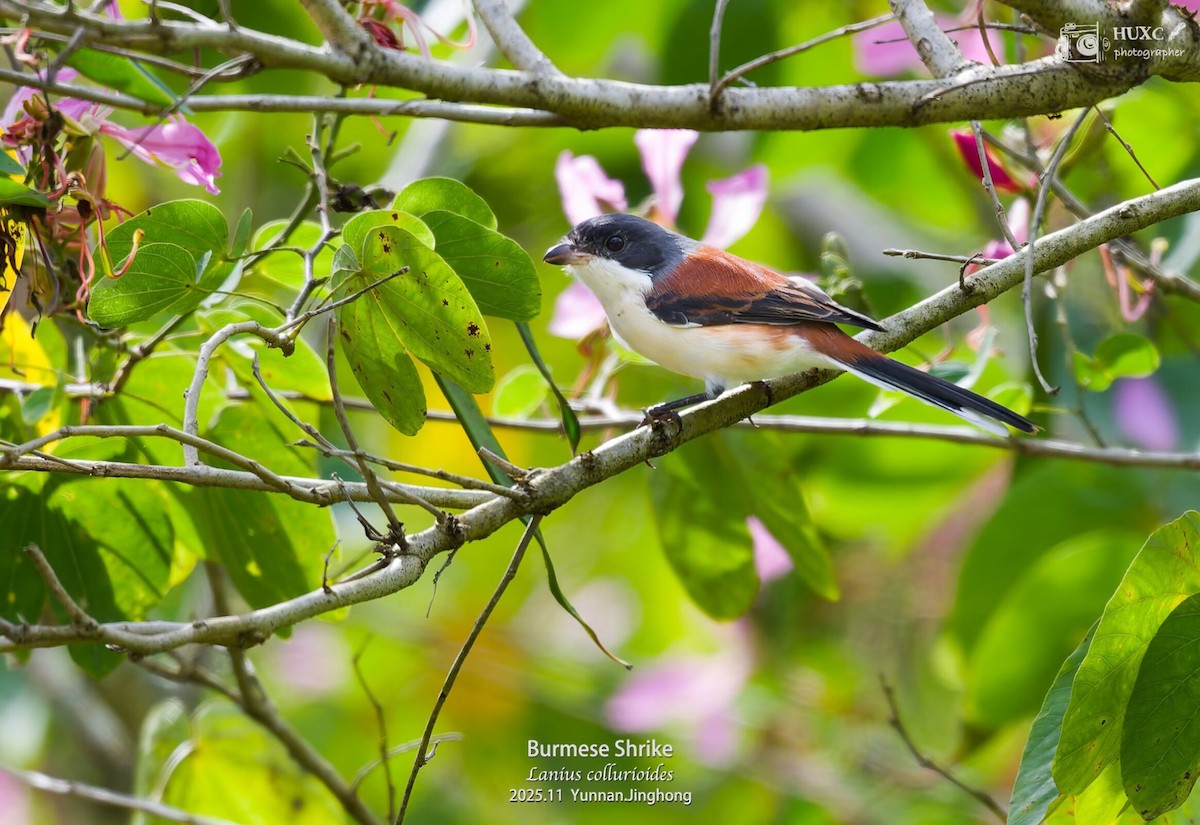 Burmese Shrike - ML645981220