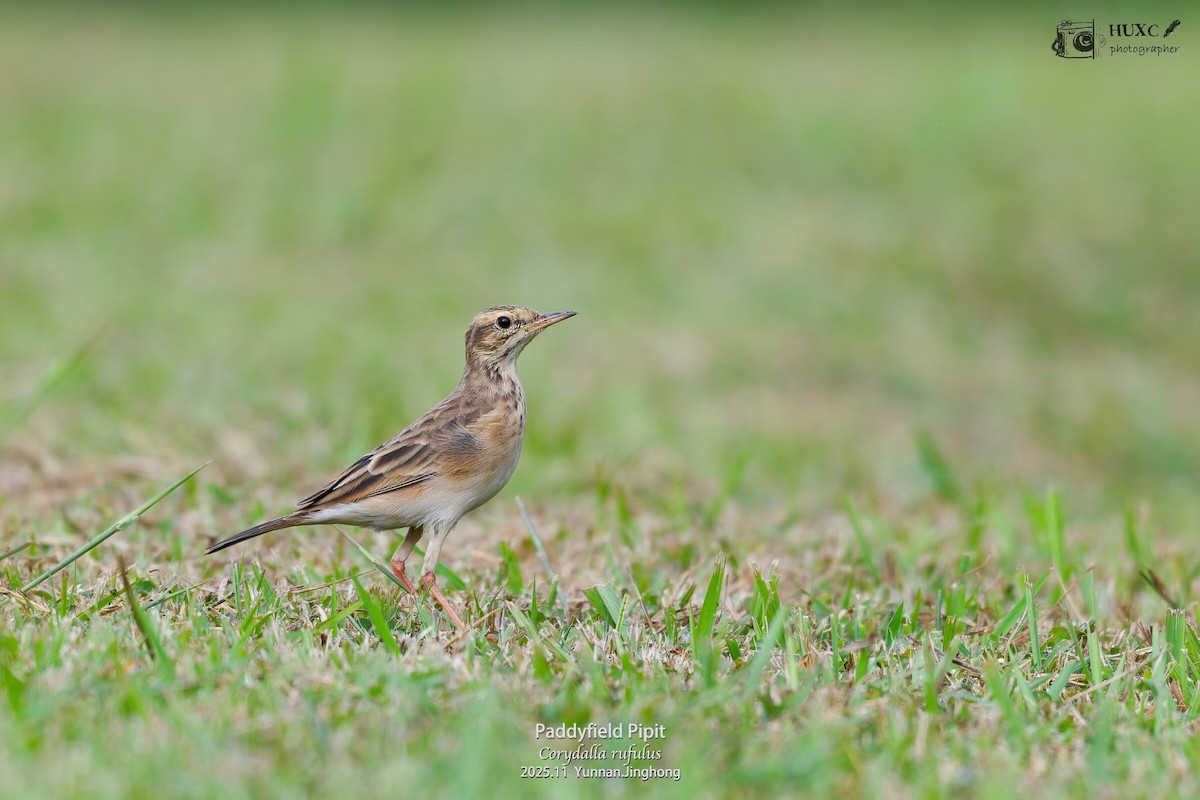 Paddyfield Pipit - ML645981230