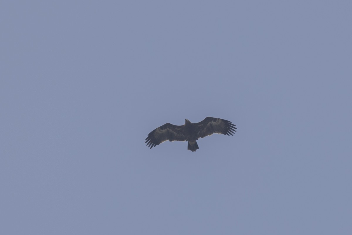 Steppe Eagle - ML645981243