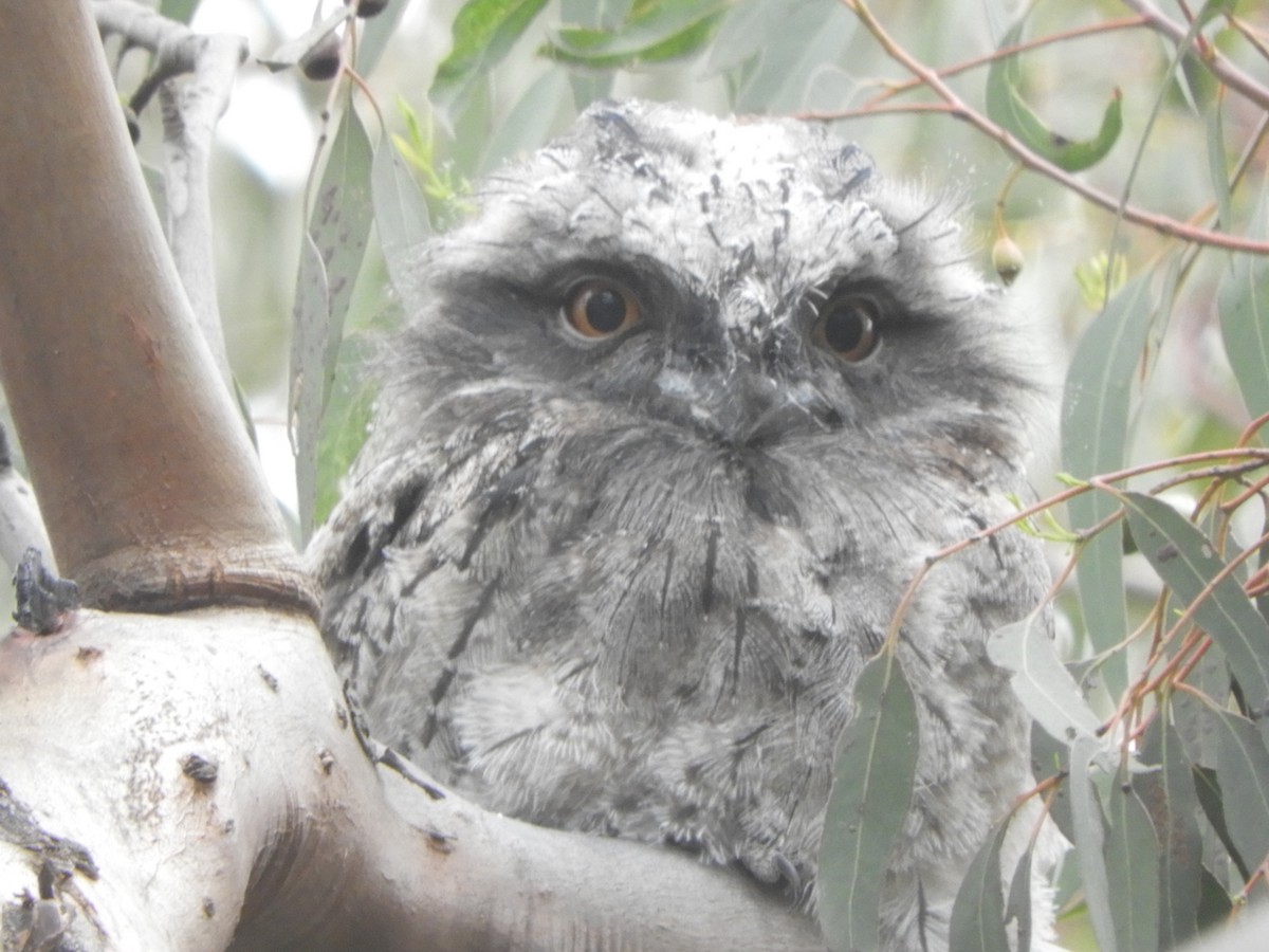Tawny Frogmouth - ML645981256