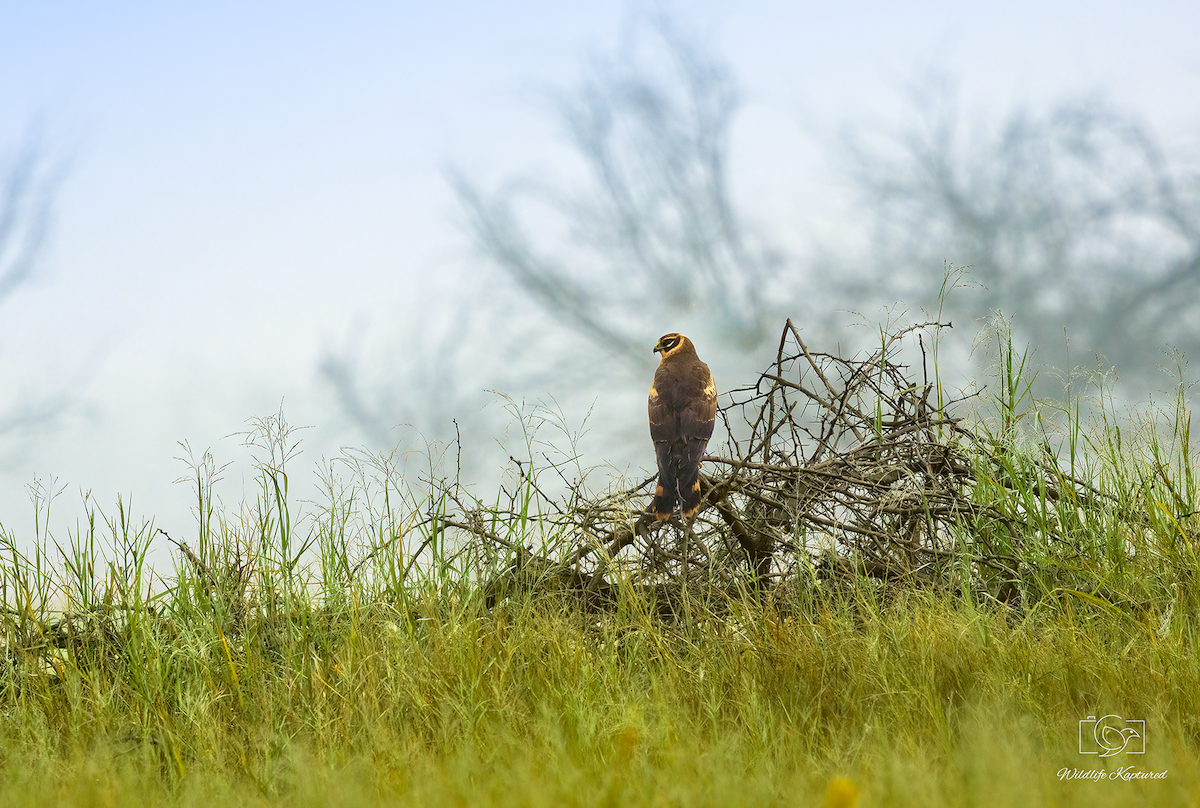 Pallid Harrier - ML645981257