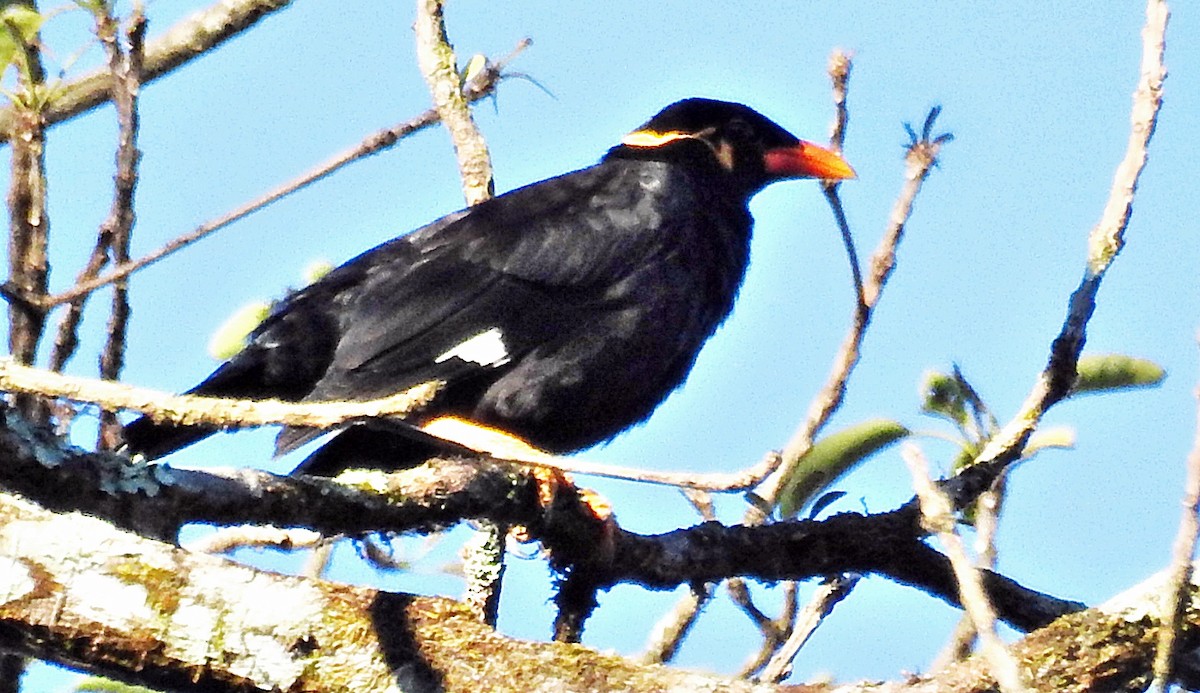 Common Hill Myna - ML645981258