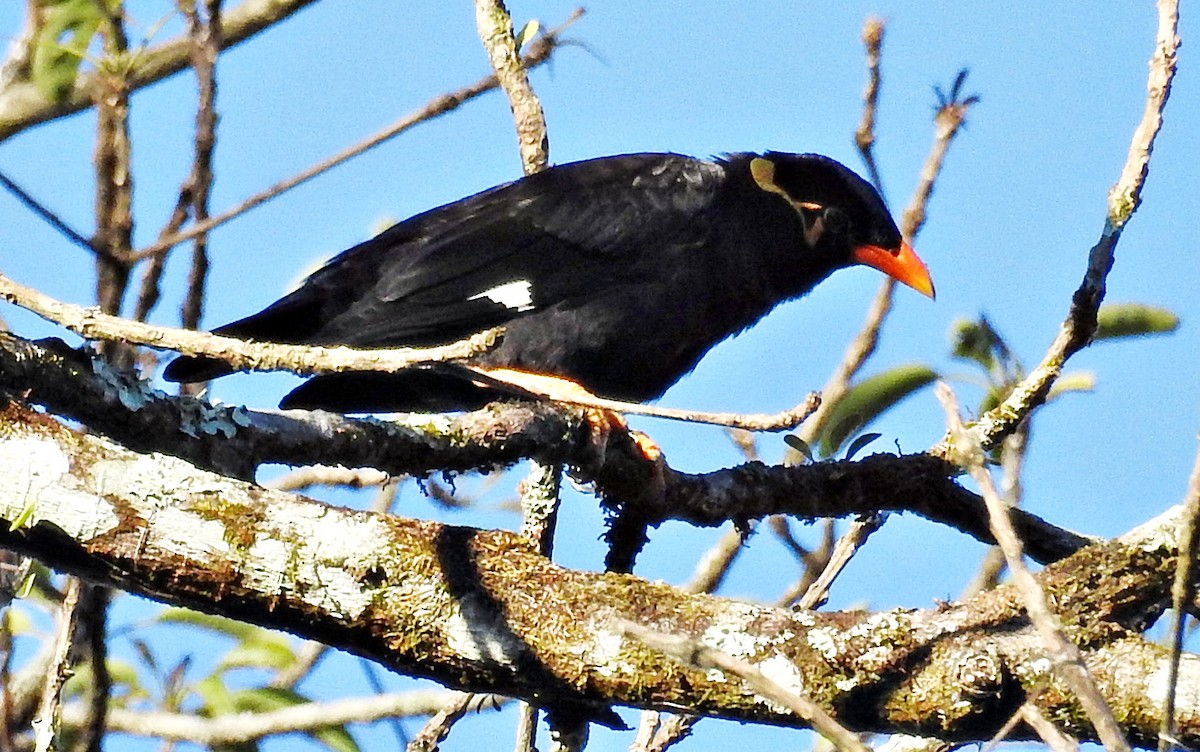 Common Hill Myna - ML645981259